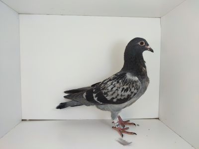 PL-0476-25-4598 dubel