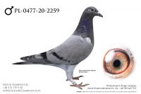 PL-0477-20-2459 - prawdopodobnie samczyk