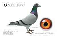 PL-0477-25-5774: Agata Steplowska