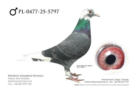 PL-0477-25-5797: Agata Steplowska