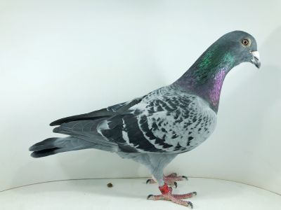 PL 0478 22 14082 – org. Zalewski Sebastian - / 417m – Finał 430km / (prawdopodobnie samczyk)