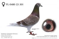 PL-0480-22-301: Gostynski Robert, min 29m, 90m z FINAŁU Gołąb z hodowli: Gostynski Robert
