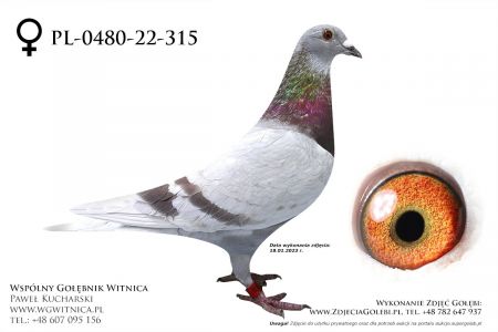 PL-0480-22-315: Gostynski Robert, min 2m Gołąb z hodowli: Gostynski Robert