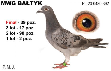 PL-0480-23-392: PMJ, 11. Lotnik, m in 2m, 90m, 17m, 39m z FINAŁU Gołąb z hodowli: PMJ.
