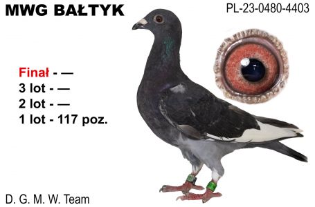 PL-0480-23-4403: DGMW Team. Gołąb z hodowli: DGMW Team.