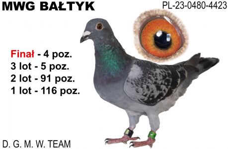 PL-0480-23-4423: DGMW Team, 7. Lotnik, m in 91m, 5m, 4m z FINAŁU Gołąb z hodowli: DGMW Team. 7 Lotnik