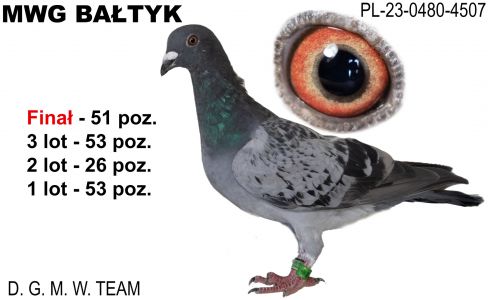 PL-0480-23-4507: DGMW Team, 18. Lotnik, m in 10m, 26m, 53m, 51m z FINAŁU Gołąb z hodowli: DGMW Team. 18 Lotnik