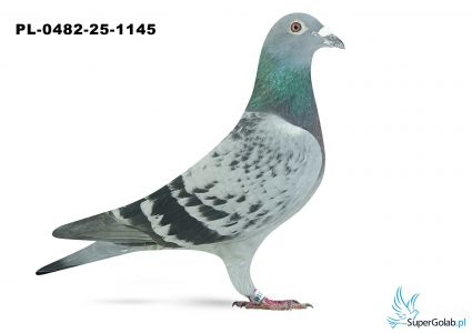 PL-0482-25-1145 6. OKRĘG WARSZAWA 