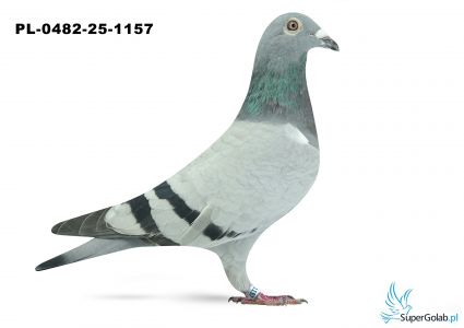 PL-0482-25-1157 6. OKRĘG WARSZAWA