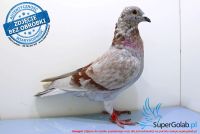 PL-0484-17-3459