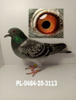 PL-0484-20-3113