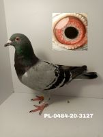 PL-0484-20-3127