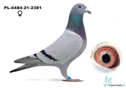 PL-0484-21-2381 Hendriks x Pawlik