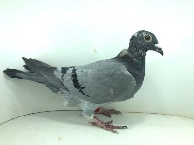 PL 0484 22 800 org. Mach Wojciech -  23m SUPER FINAŁ 580km !!! - 199m – Finał 430km!!! (prawdopodobnie samica) gołąb przyleciał w dniu kiedy było bardzo ciemno na dworze!!! FENOMENALNY WYCZYN !!!!