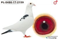 PL-0486-17-2159_samiec