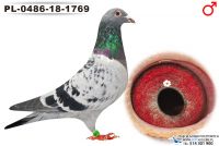 PL-0486-18-1769_samiec