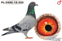 PL-0486-18-282_samiec