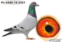 PL-0486-19-2551