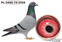 PL-0486-19-2568