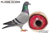 PL-0486-19-2569