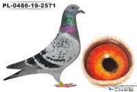 PL-0486-19-2571