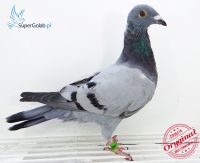PL-0489-18-3507