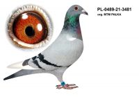 PL-0489-21-3481 org. MTM PAŁKA