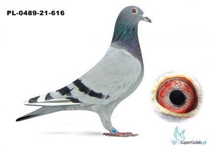 PL-0489-21-616 Marek Dawidowicz