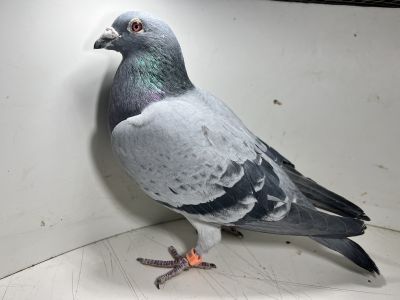 PL-0493-01-9188 x PL-0493-21-10673