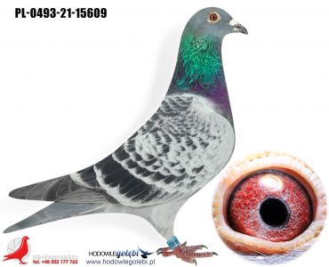 PL-0493-21-15609 - Samiec - Faworyt Morela !!