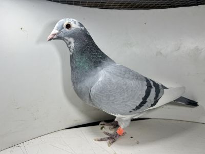 PL-0493-21-15661 wnuczka PANAMERY