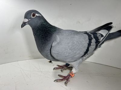 PL-0493-21-9161 Pierzchała Team