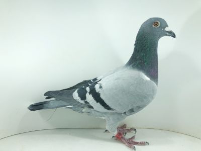 PL 0493 22 13330 – org. Morel Team  - / 85m – SuperCup 580km /  (prawdopodobnie samczyk)