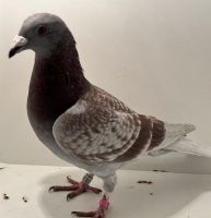 PL-0494-25-12986 - oryg. A. Naculak - Trzaska x Szkolny - samiec