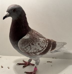 PL-0494-25-12986 - oryg. A. Naculak - Trzaska x Szkolny - samiec