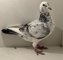 PL-0494-25-12987 - oryg. A. Naculak - Szkolny - samica