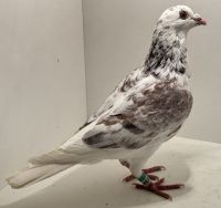 PL-0494-25-12997 - oryg. Artur Naculak - Szkolny x Palarscy - samica