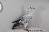 PL-0496-22-9853