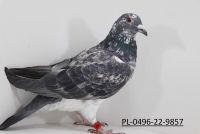 PL-0496-22-9857