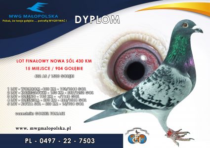 PL 0497 22 7503 – org. Gorzel Tomasz- / 15m – Finał 430km  (prawdopodobnie samiec)