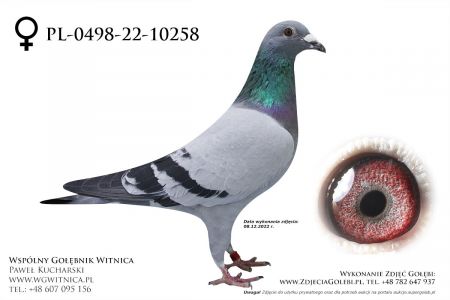 PL-0498-22-10258: Kaluza Tomasz Gołąb z hodowli: Kaluza Tomasz