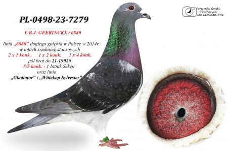 PL-0498-23-7279 - GEERINCKX / linia 6880 drugi gołąb w Polsce