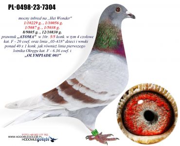 PL-0498-23-7304 inbred ,,HET WONDER