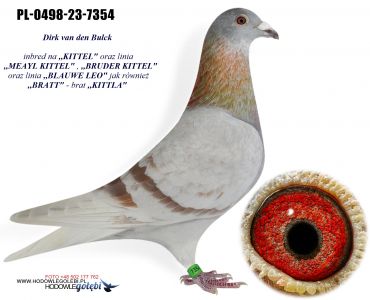 PL-0498-23-7354 Dirk van den Bulck - inbred ,,Kittel