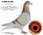 PL-0498-23-7354 Dirk van den Bulck - inbred ,,Kittel