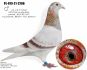 PL-0498-23-7354 Dirk van den Bulck - inbred ,,Kittel