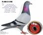 PL-0498-23-7354 Dirk van den Bulck - inbred ,,Kittel
