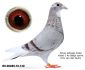 PL-0498-23-7354 Dirk van den Bulck - inbred ,,Kittel