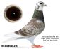PL-0498-23-7354 Dirk van den Bulck - inbred ,,Kittel