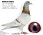 PL-0498-23-7354 Dirk van den Bulck - inbred ,,Kittel